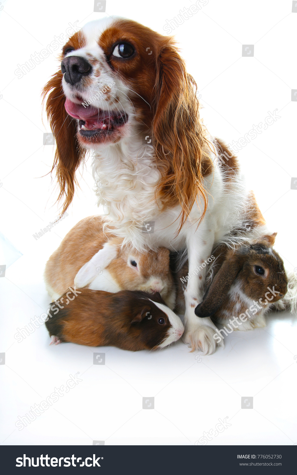 Animal friends. True pet friends. Dog rabbit bunny lop animals together on isolated white studio background. Pets love each other. #776052730