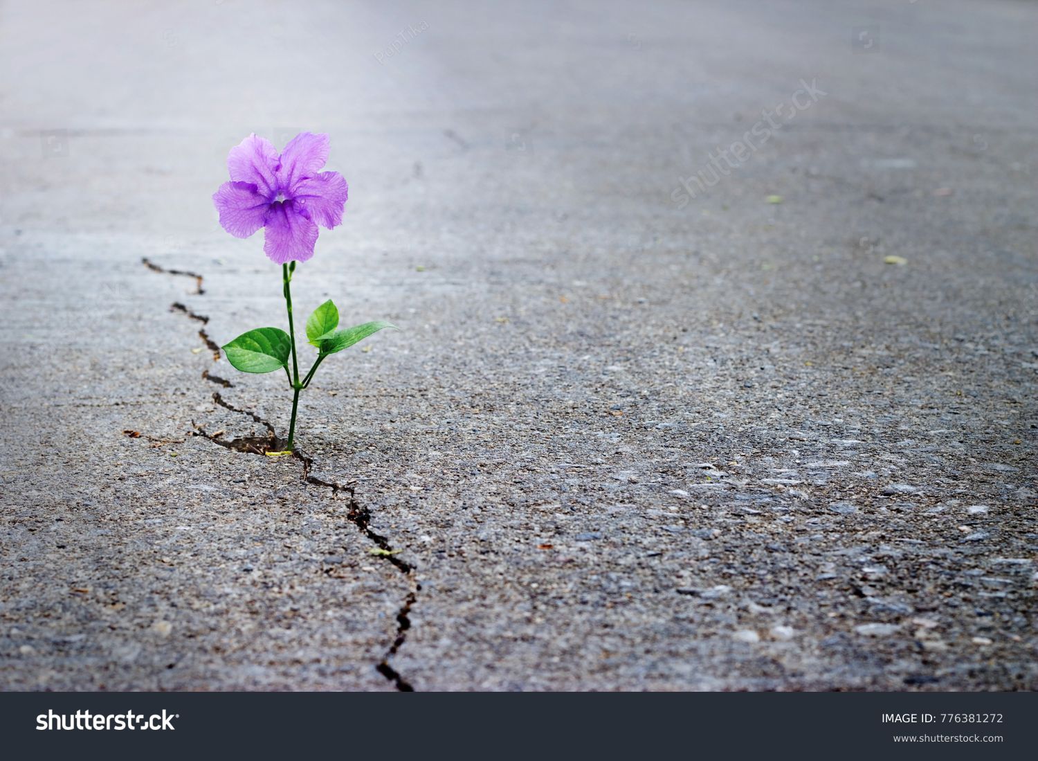 Purple flower growing on crack street, soft focus, blank text #776381272