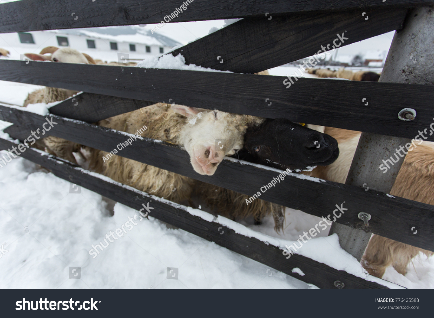 A herd of sheep on a farm on a winter day. A herd of sheep on a farm on a winter day. A sheep looks at the camera near the fence. #776425588