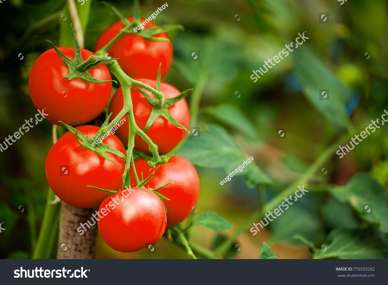 Ripe tomato plant growing in greenhouse. Tasty red heirloom tomatoes. Blurry background and copy space #776503282