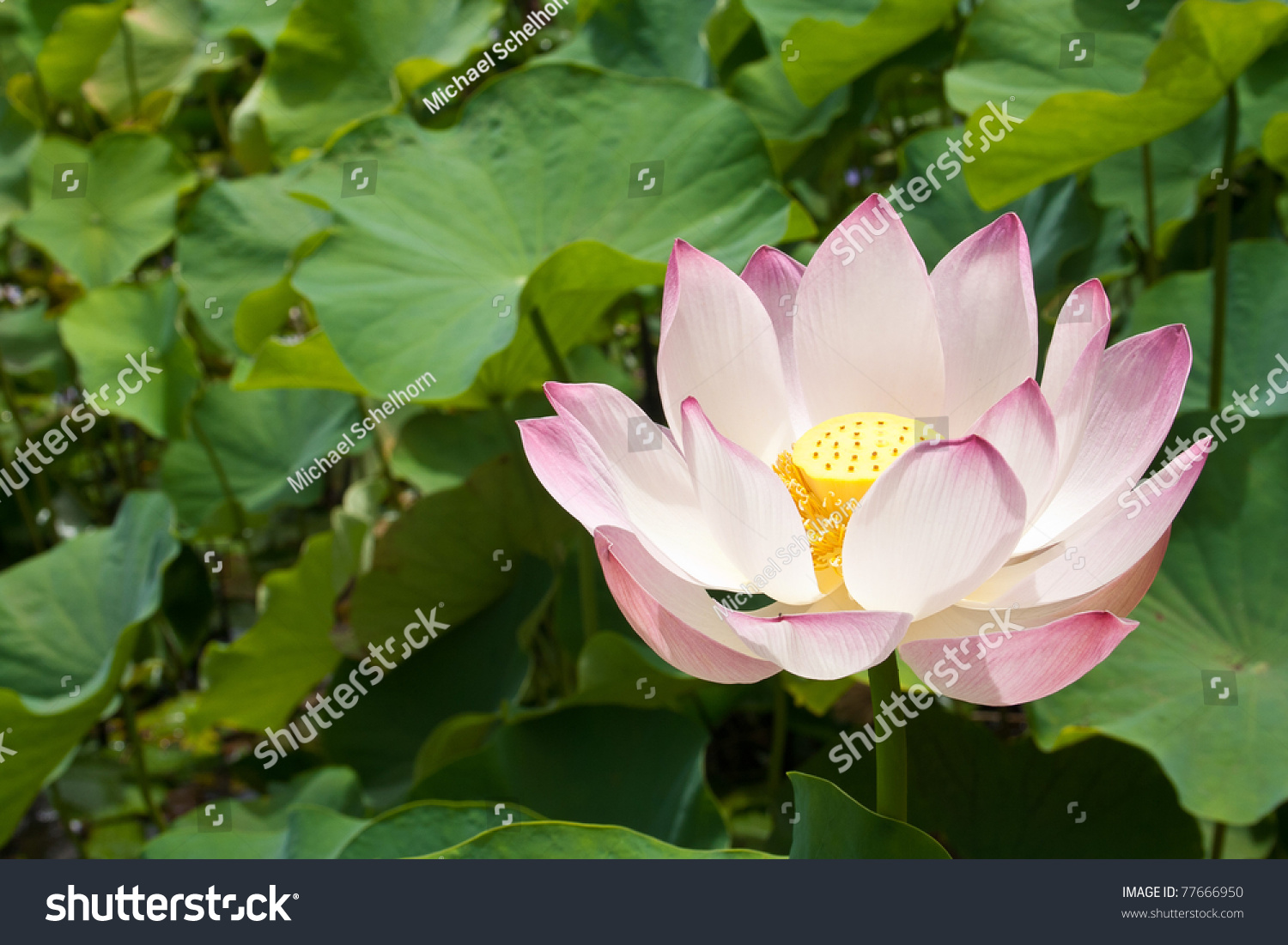 Lotus blossom #77666950