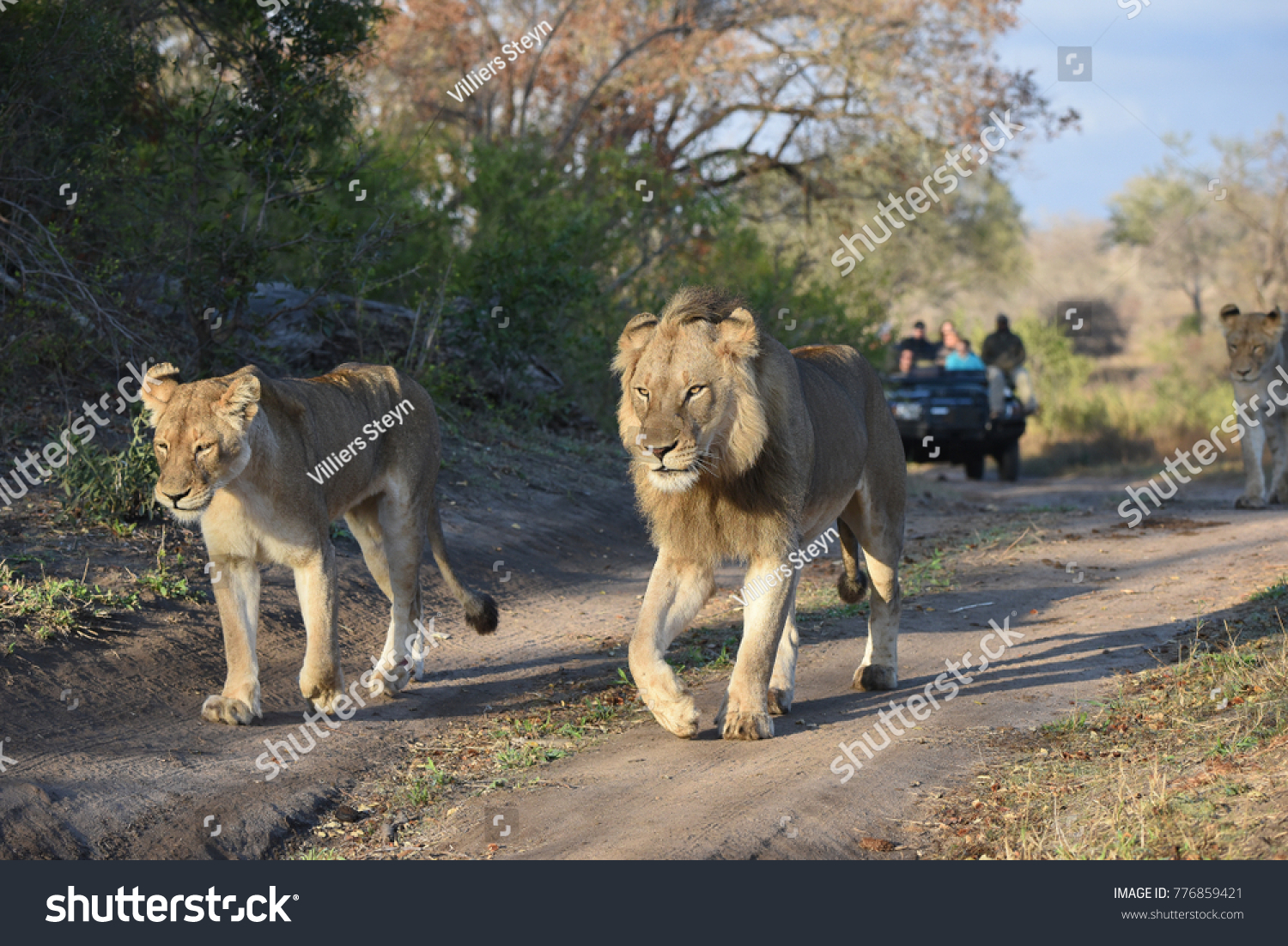 A horizontal, full length,  colour photograph of a male lion, Panthera leo, walking alongside a lioness and a game viewer further behind in the Greater Kruger Transfrontier Park, South Africa. #776859421