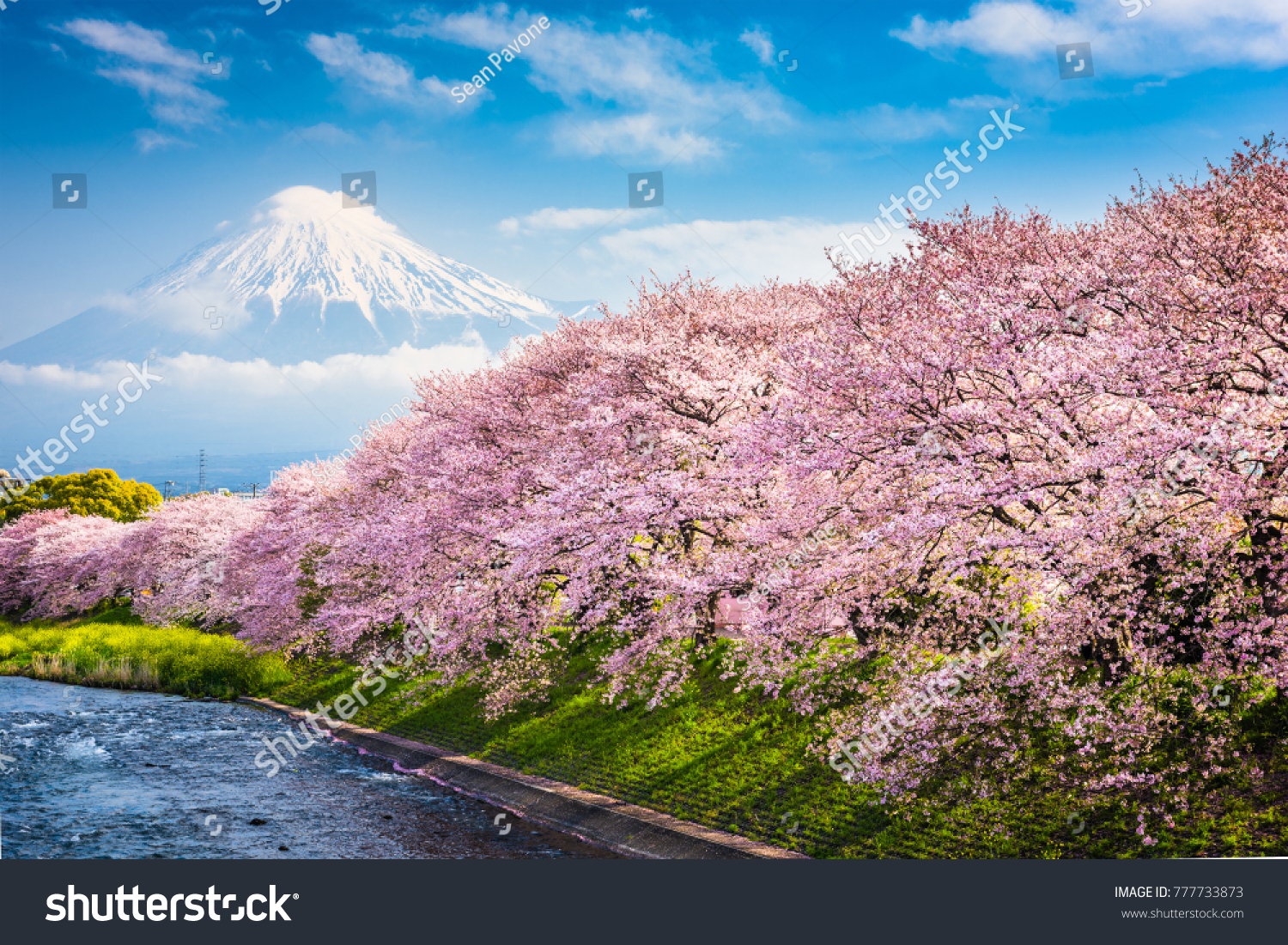 Mt. Fuji, Japan spring landscape. #777733873