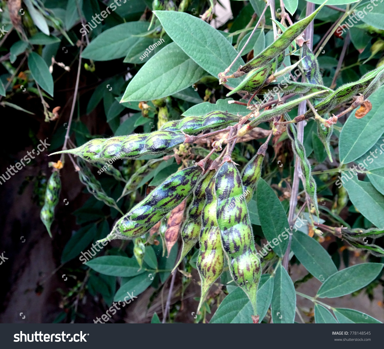 Pigeon peas arhar toor daal growing on a tree branch close up  #778148545