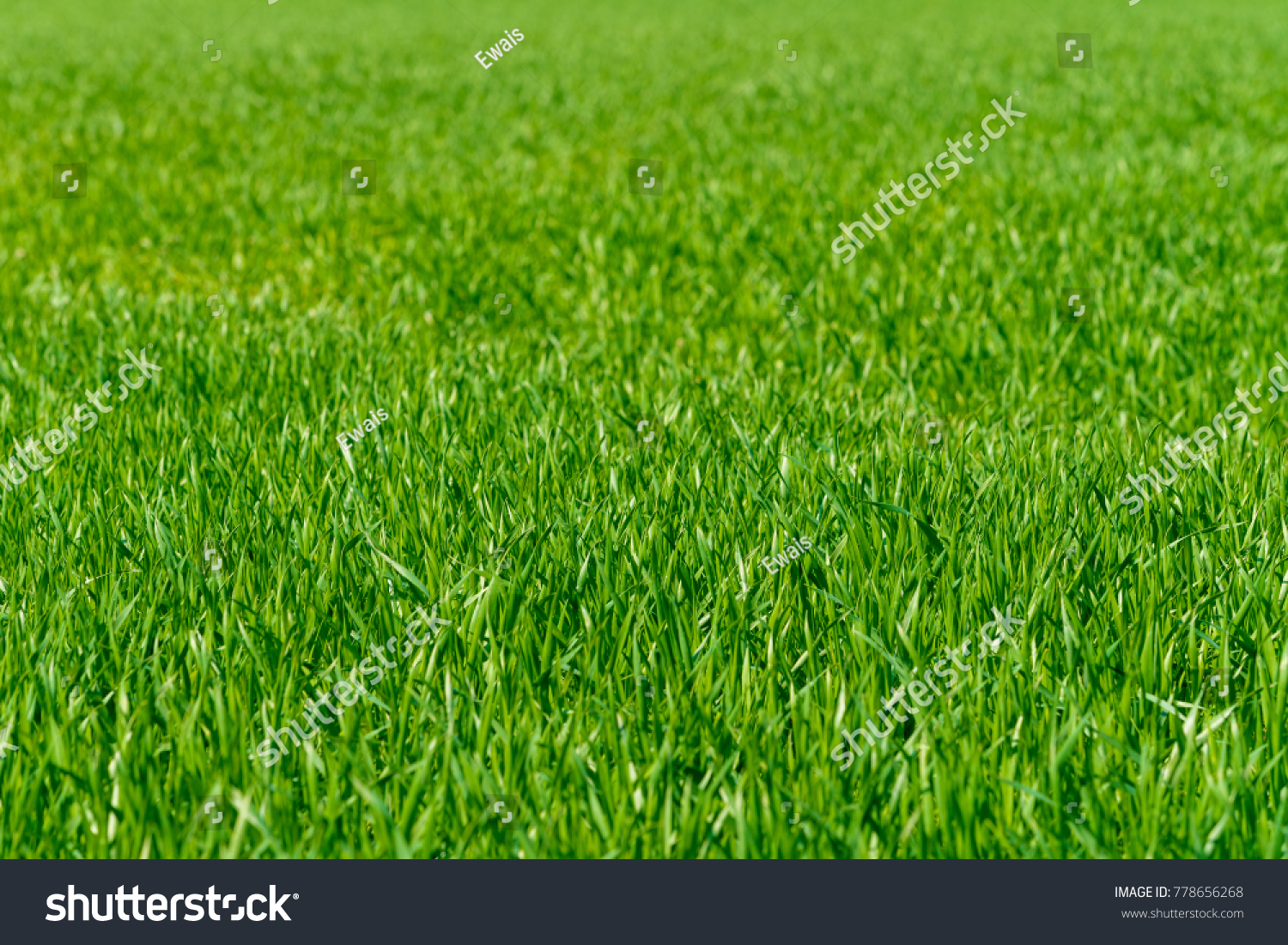 Background of a green grass. Green grass texture #778656268