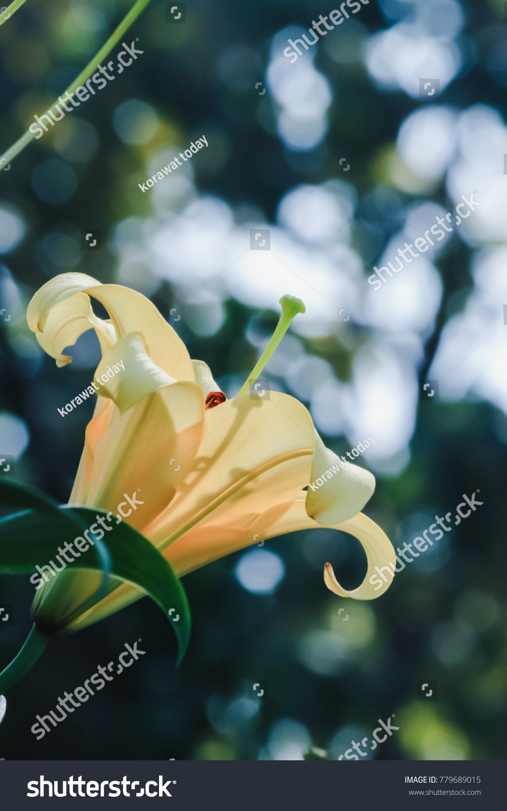 Choose soft focus,Yellow lilies are planted to decorate and decorate in a colorful flower garden on a blurred background of nature in the early morning of winter in Thailand. #779689015