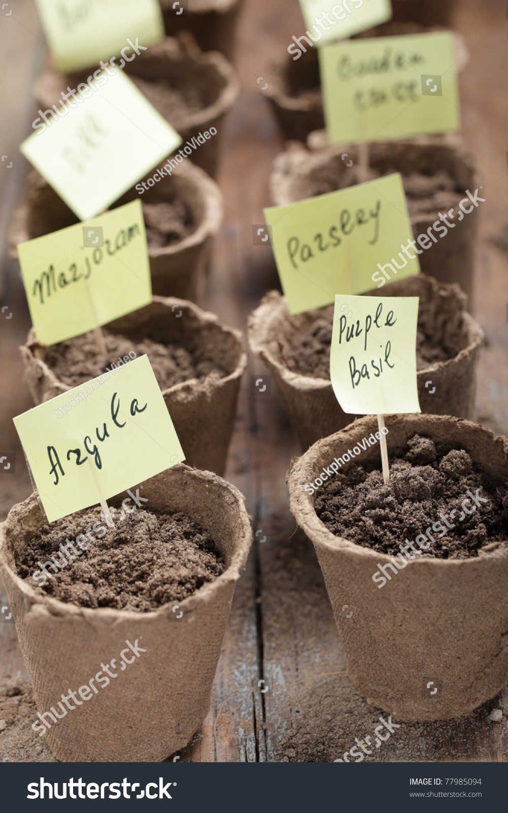 Labeled jiffy pots with planted seeds of vegetables #77985094