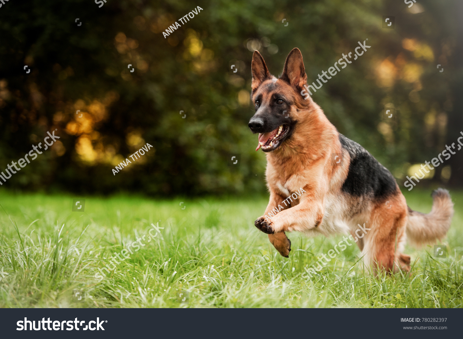 Running german shepherd dog #780282397