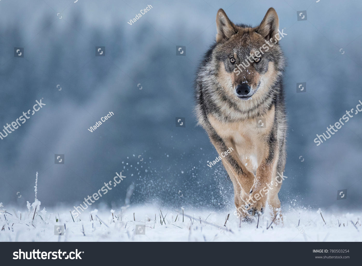 Wolf runnin in snow #780503254