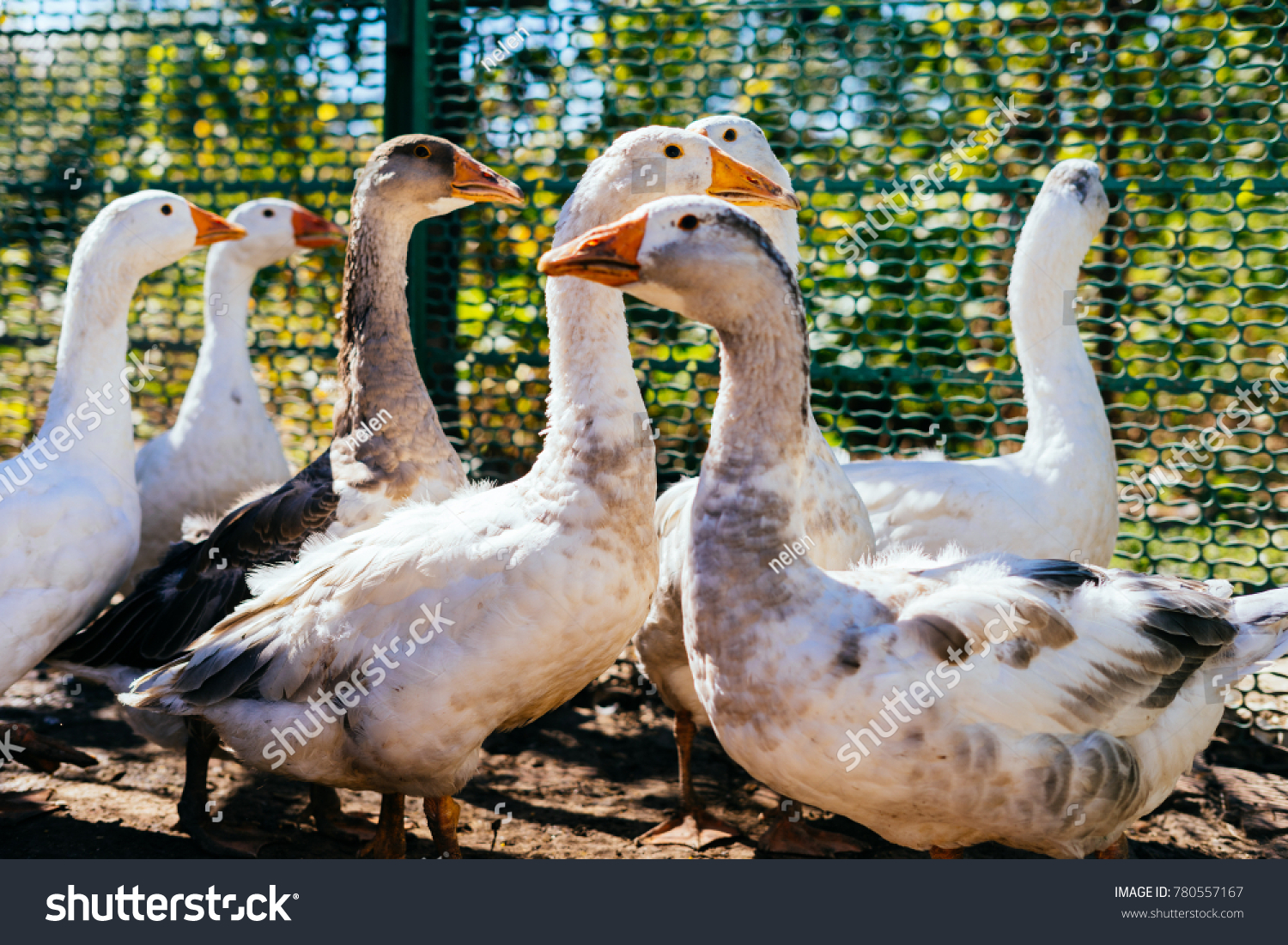 a lot of white and gray geese, sun and greens #780557167