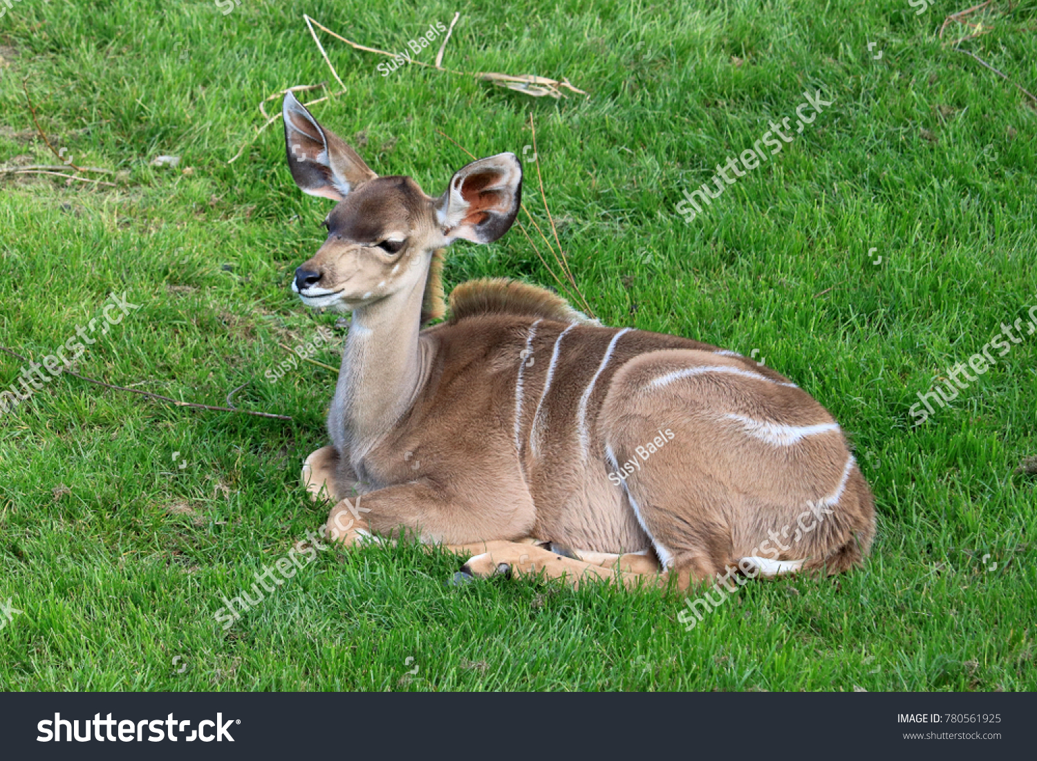 a female greater kudu #780561925