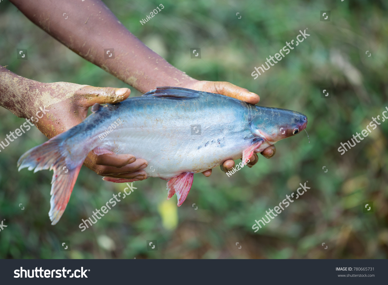 Alive freshwater snake fish #780665731