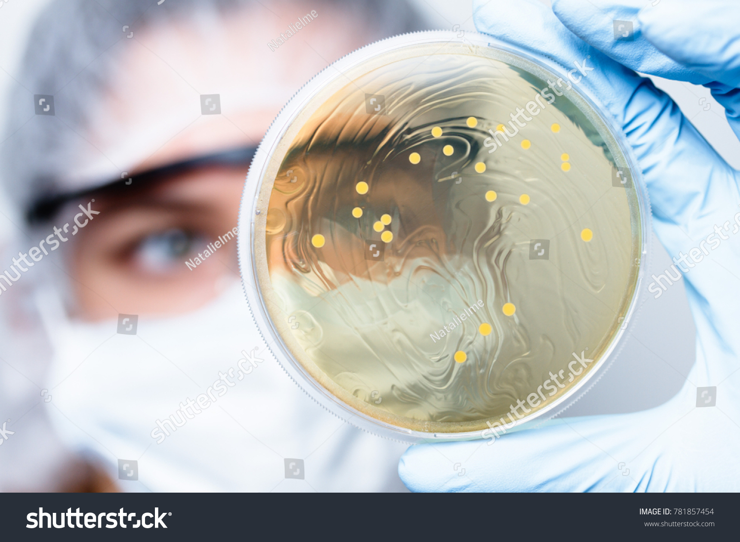 Lactobacillus bacteria colonies. Female US high school student (16 y.o.) is holding a Petri dish that contains Gram-positive lactobacillus bacteria grown on agar as part of a science project. #781857454