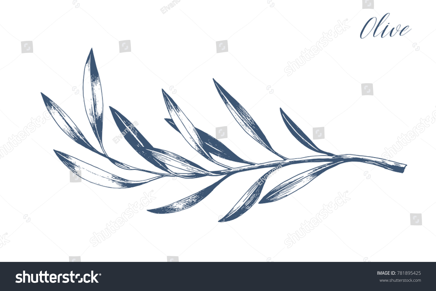 Hand drawn vector olive branch. White background. Isolated. Monochrome engraving technique. #781895425