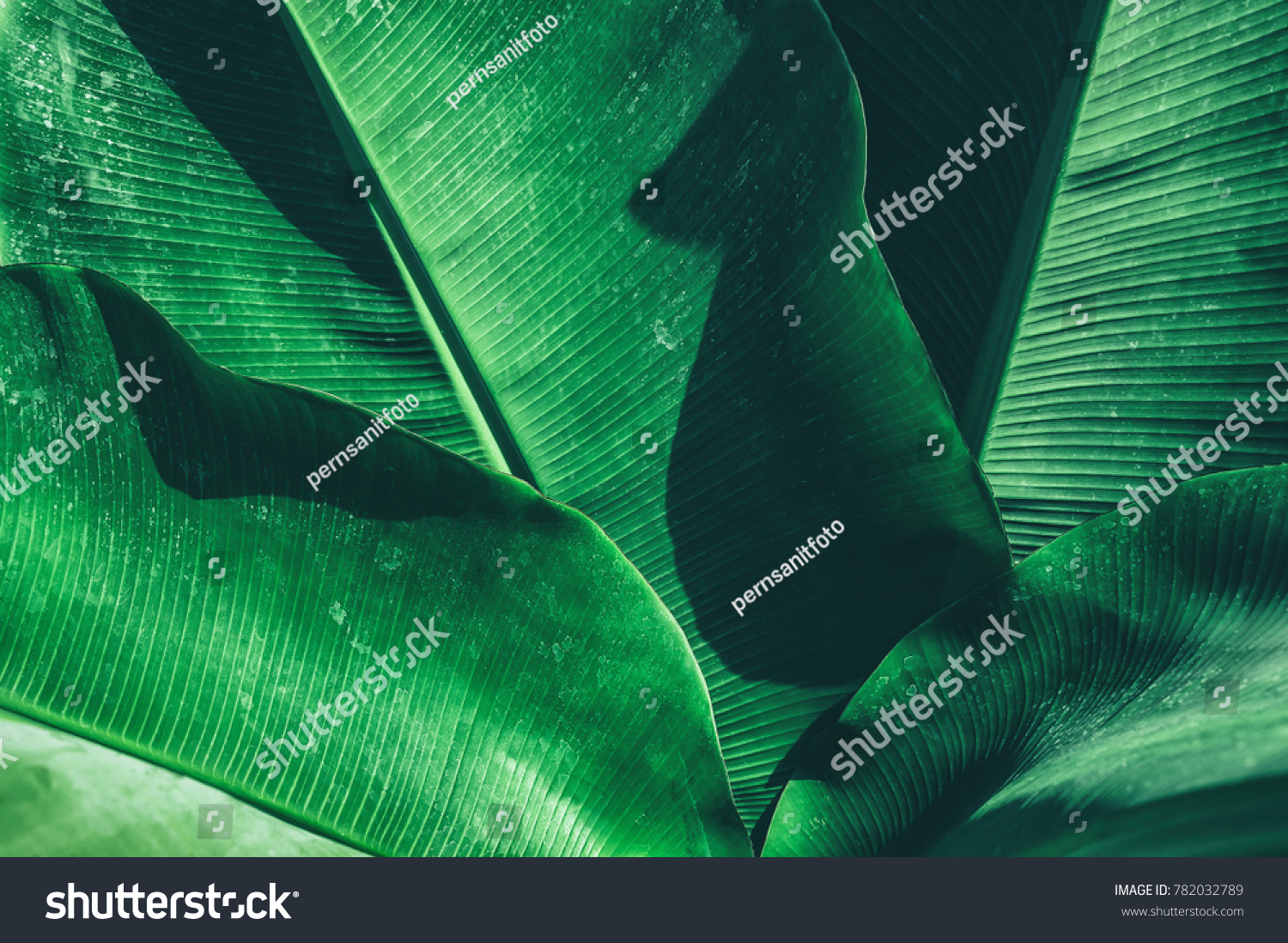 tropical banana leaf texture, large palm foliage nature dark green background #782032789