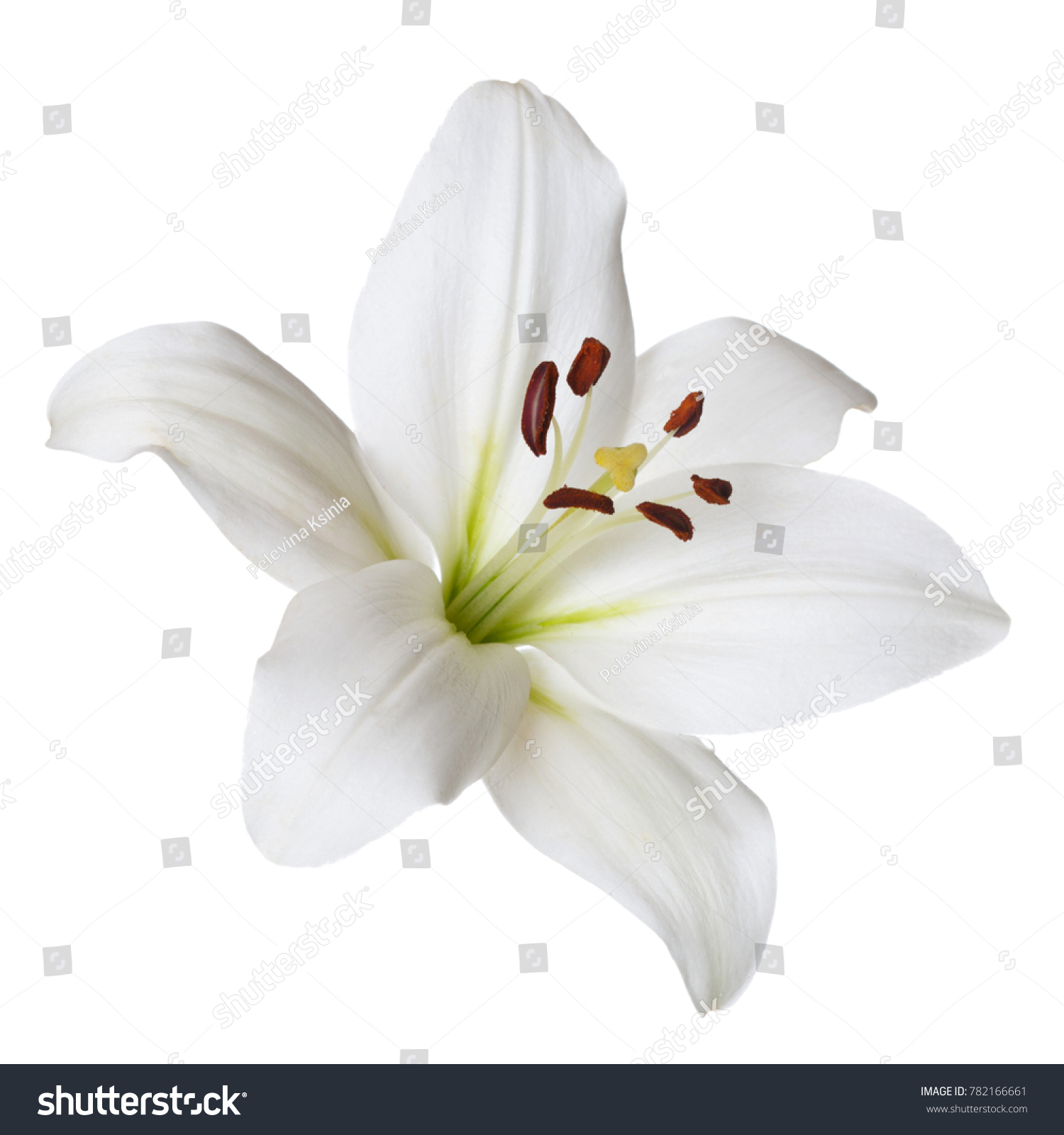 Flower light lily isolated on white background. #782166661