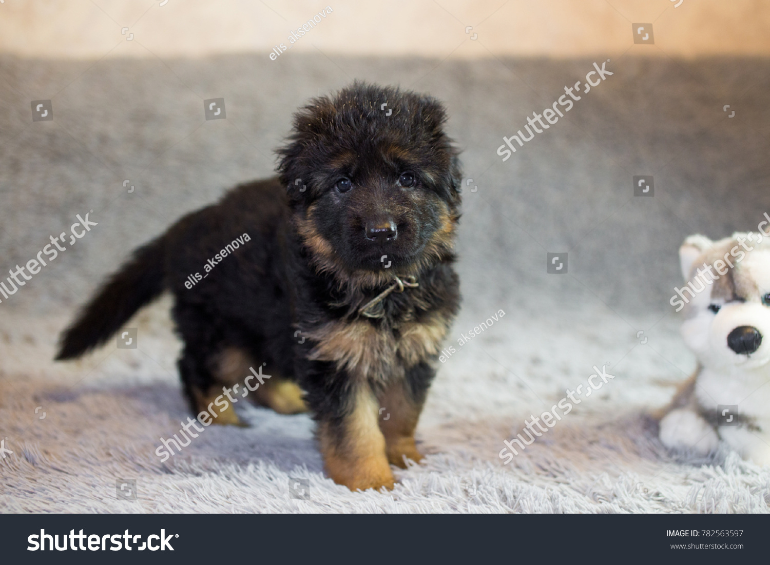 puppies German shepherd #782563597