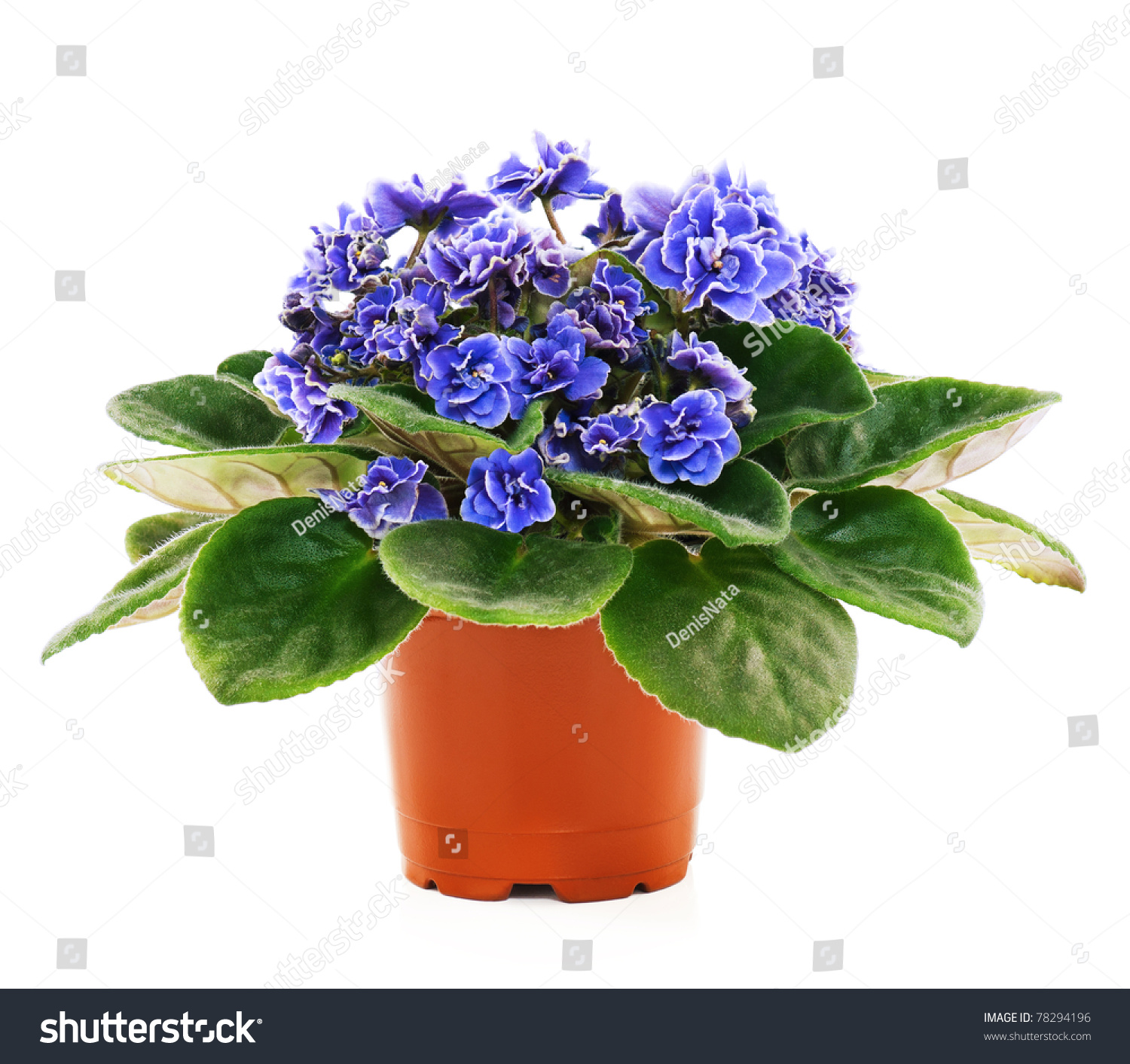 Blossoming violets in flower pot - isolated on white background #78294196
