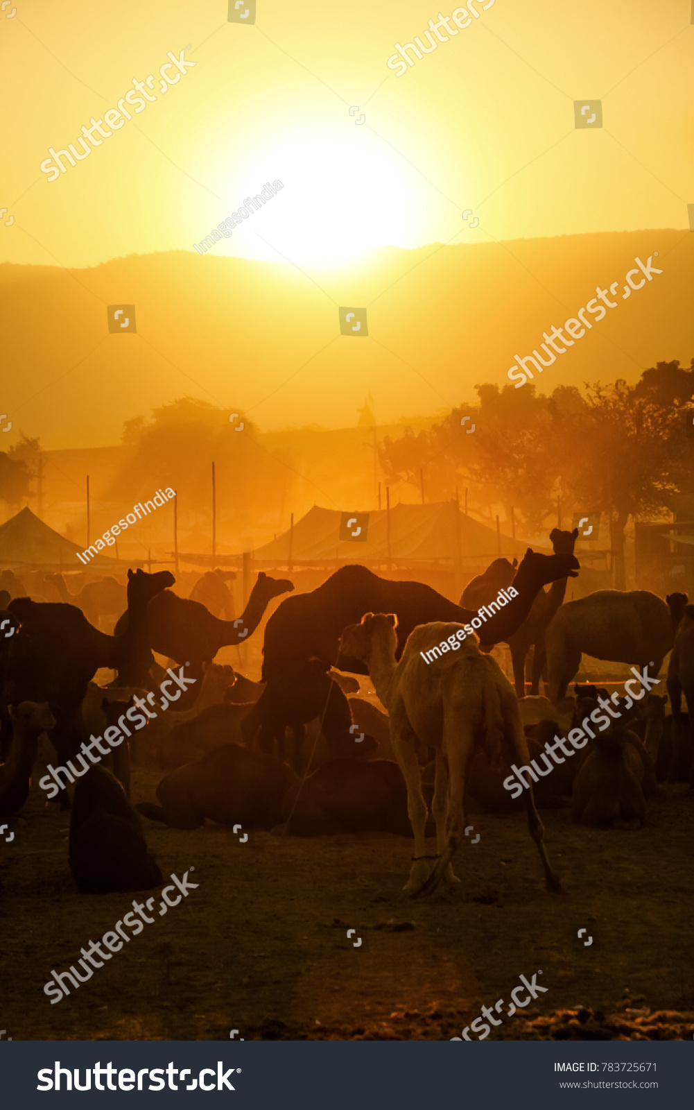 Pushkar. Rajasthan. India - November 25, 2014 : Silhouette of Camels against Golden light of the Sunrise at Pushkar Camel Fair (Pushkar Mela) #783725671