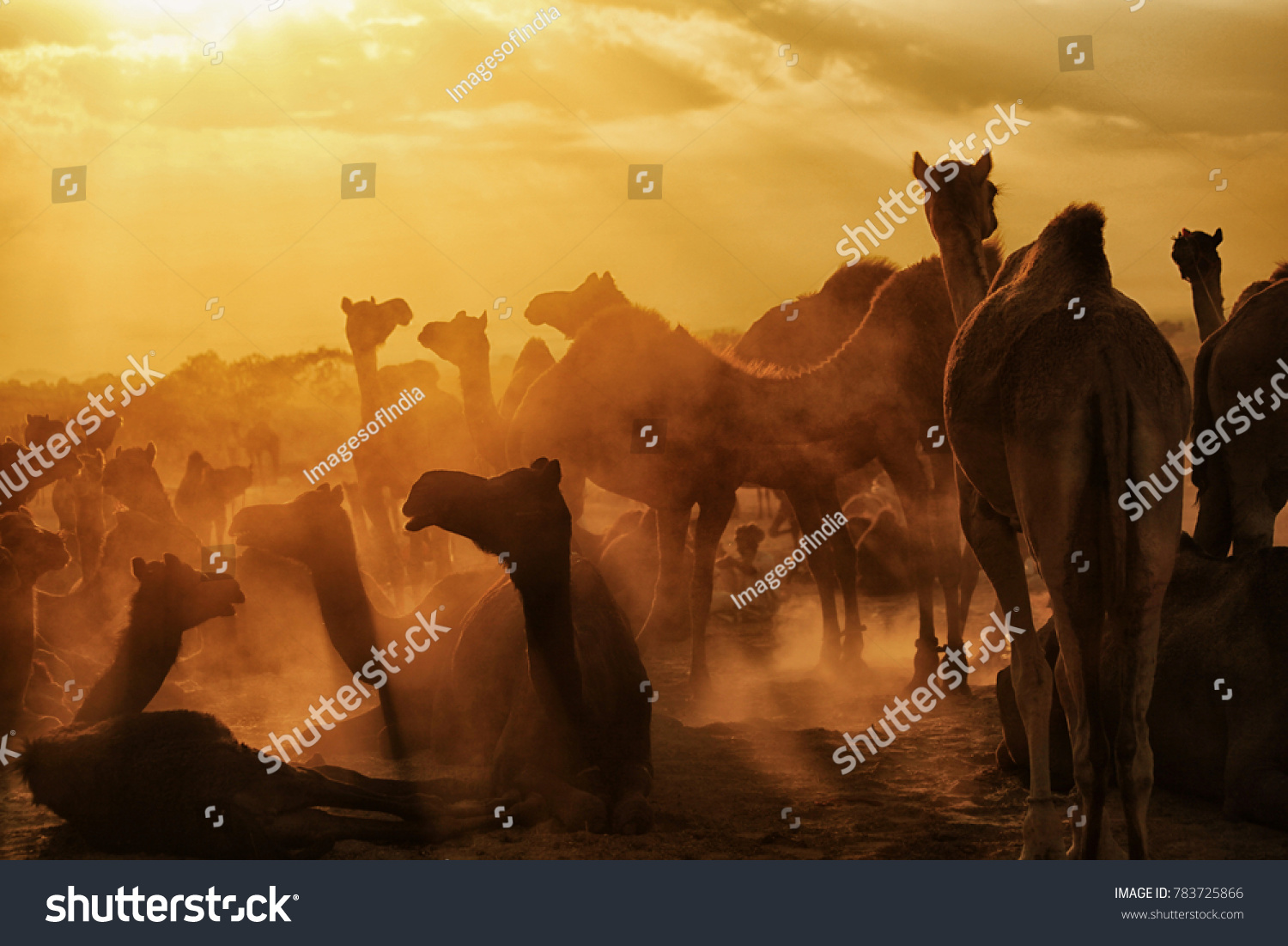 Pushkar. Rajasthan. India - November 25, 2014 : Silhouette of Camels against Golden light of the Sunrise at Pushkar Camel Fair (Pushkar Mela) #783725866