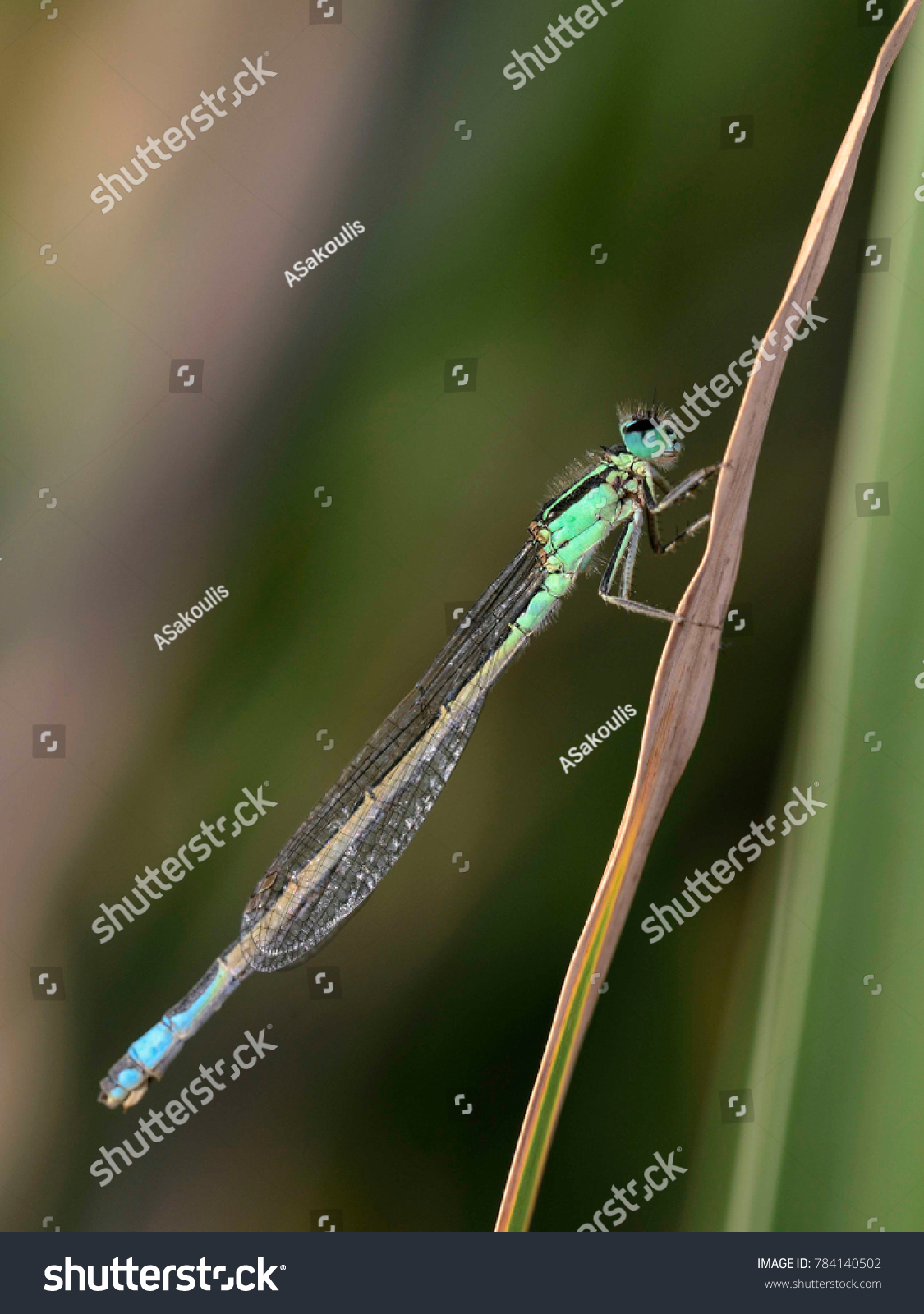 Blue-tailed Damselfly - Ischnura elegans, Crete #784140502