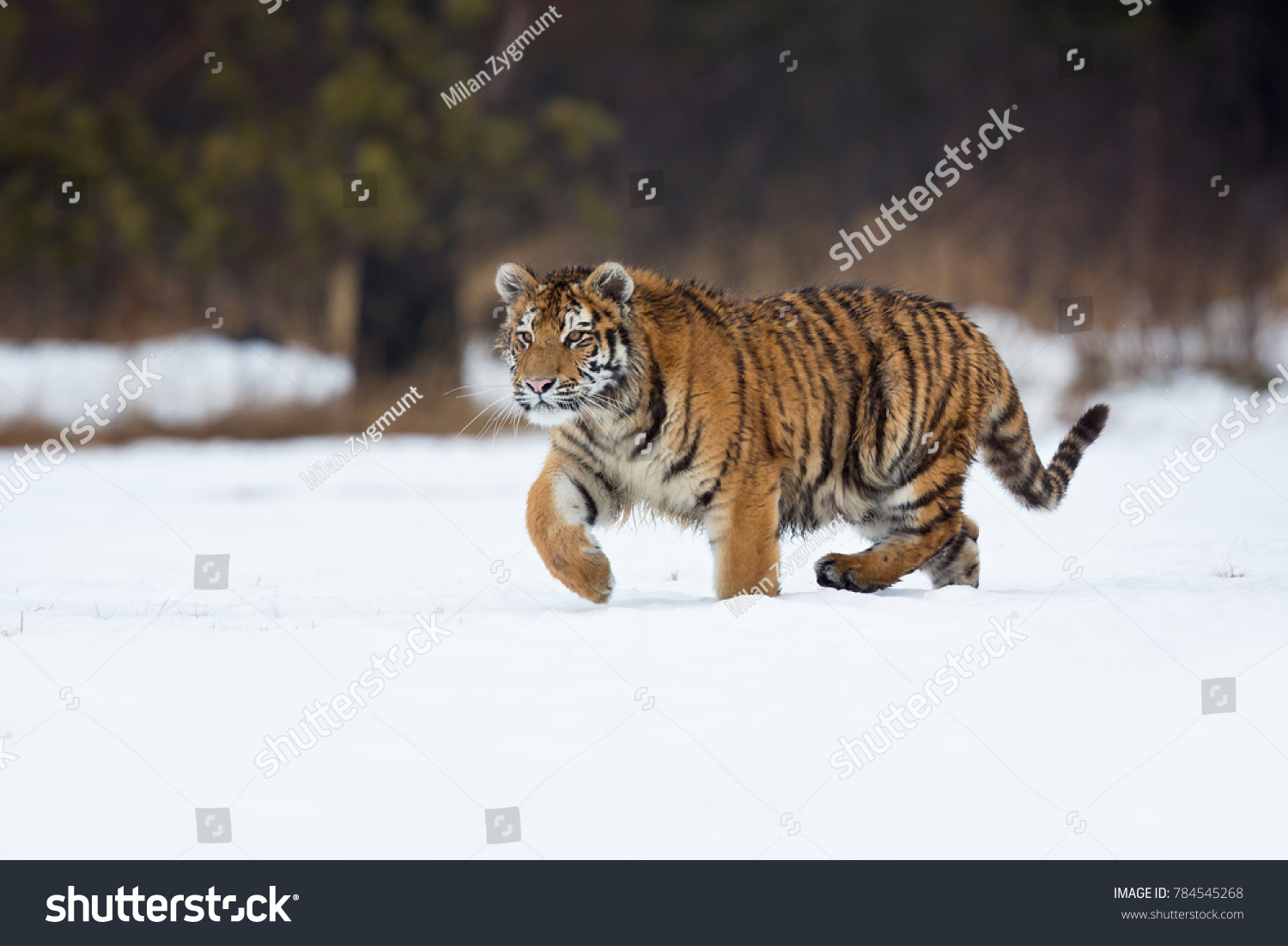 Siberian tiger (Panthera tigris tigris) also called Amur tiger. The tiger is reddish-rusty, or rusty-yellow in color, with narrow black transverse stripes. #784545268