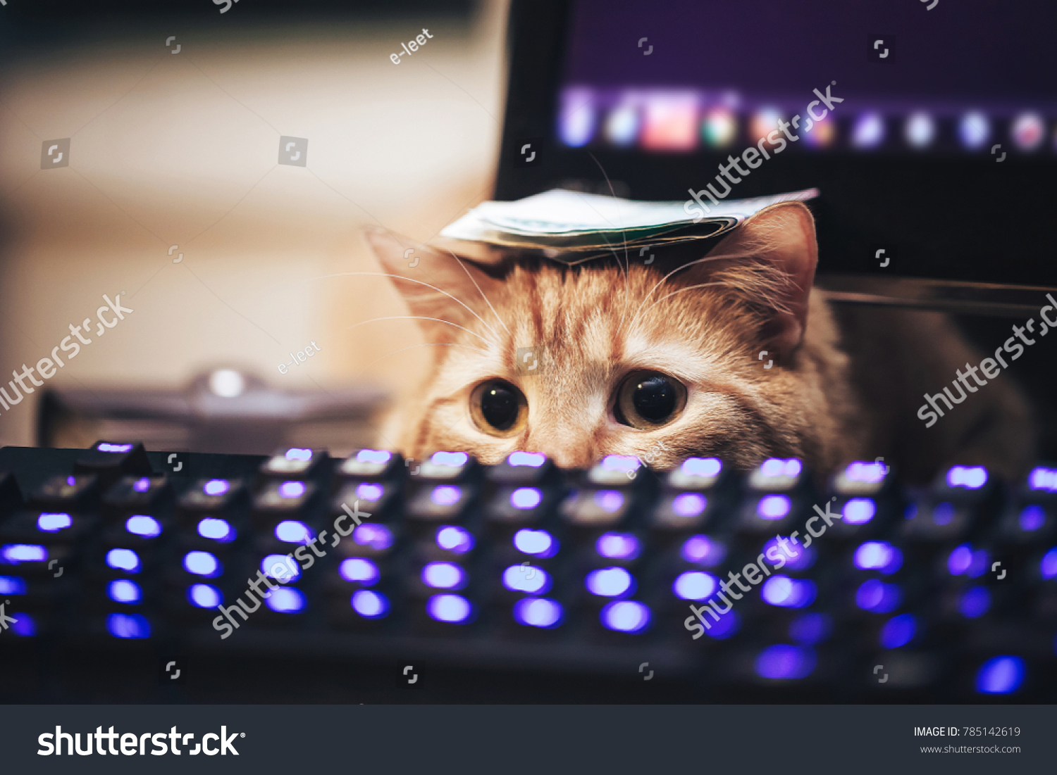 Ginger Cat near the Computer Keyboard Closeup #785142619