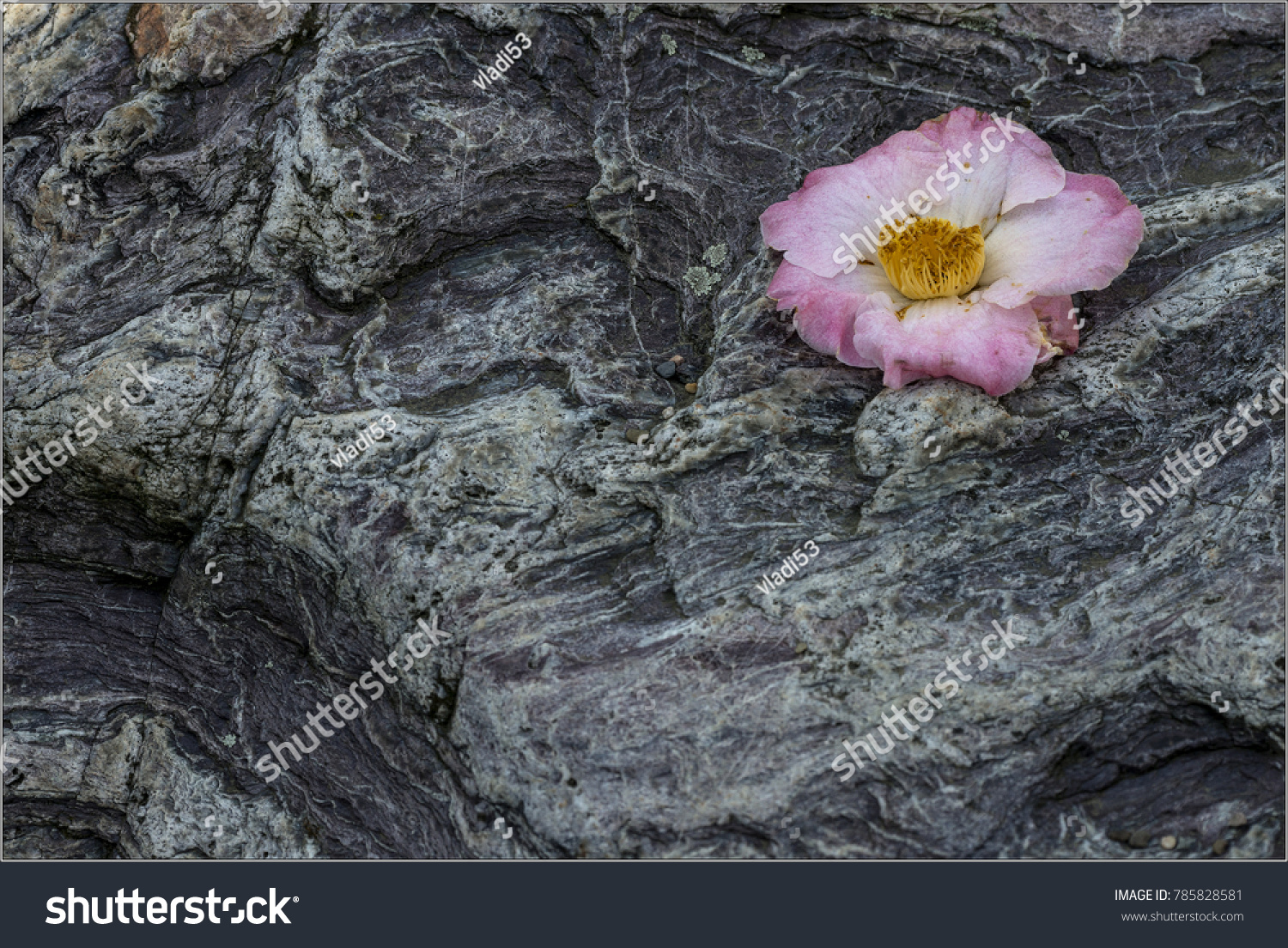 A game of nature. A flower lying on a rock. Rough gray and tender pink. Alive and not alive. Centuries and moments. #785828581