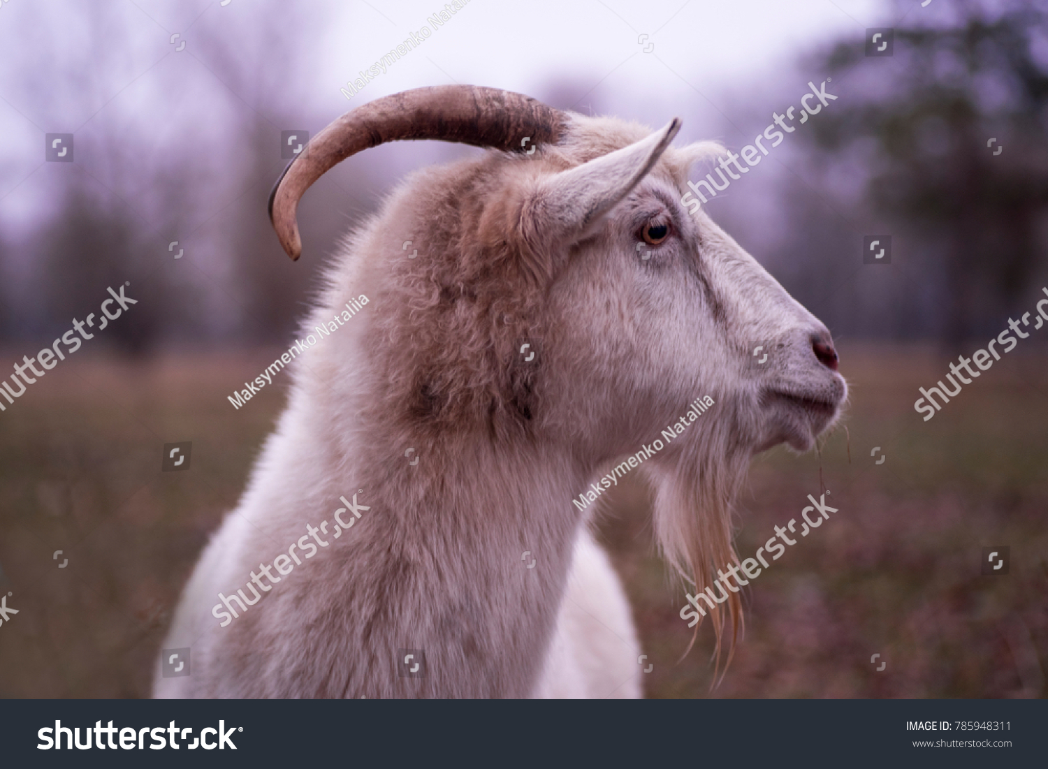 White goat, head of a goat #785948311