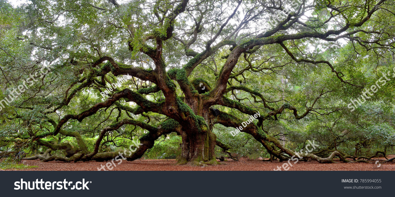 Angel Oak tree on St. Johns Island near Charleston, SC #785994055