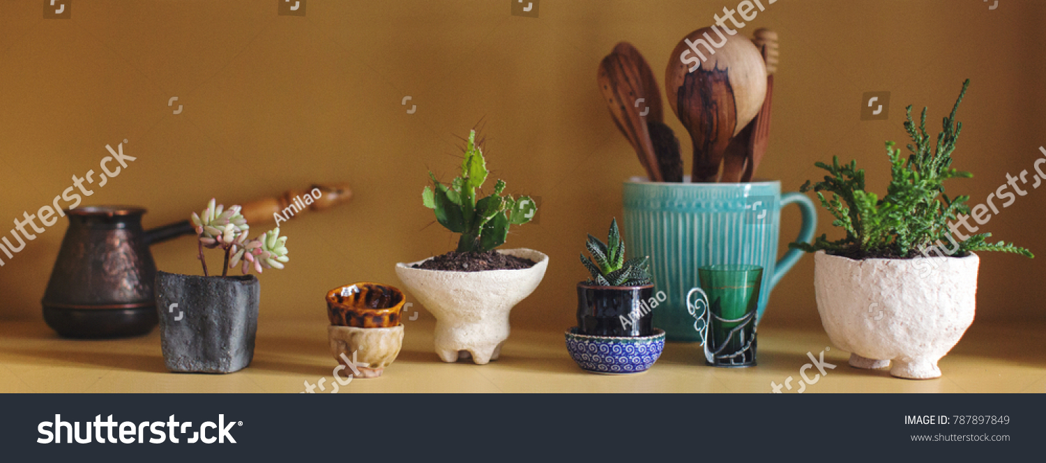 composition of cacti and succulents in ceramic pots of chamotte in the kitchen on a shelf  #787897849