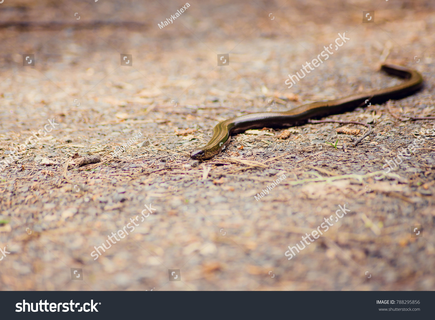 The radiated ratsnake, copperhead rat snake, or copper-headed trinket snake (Coelognathus radiata) is a nonvenomous species of colubrid snake. #788295856