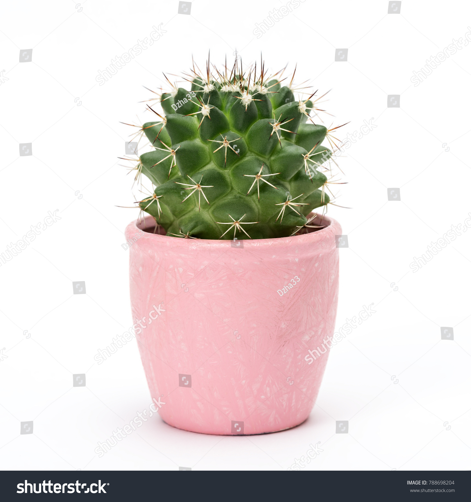 Cactus isolated on white background. Aloe and other succulents in colorful ceramic pot. #788698204