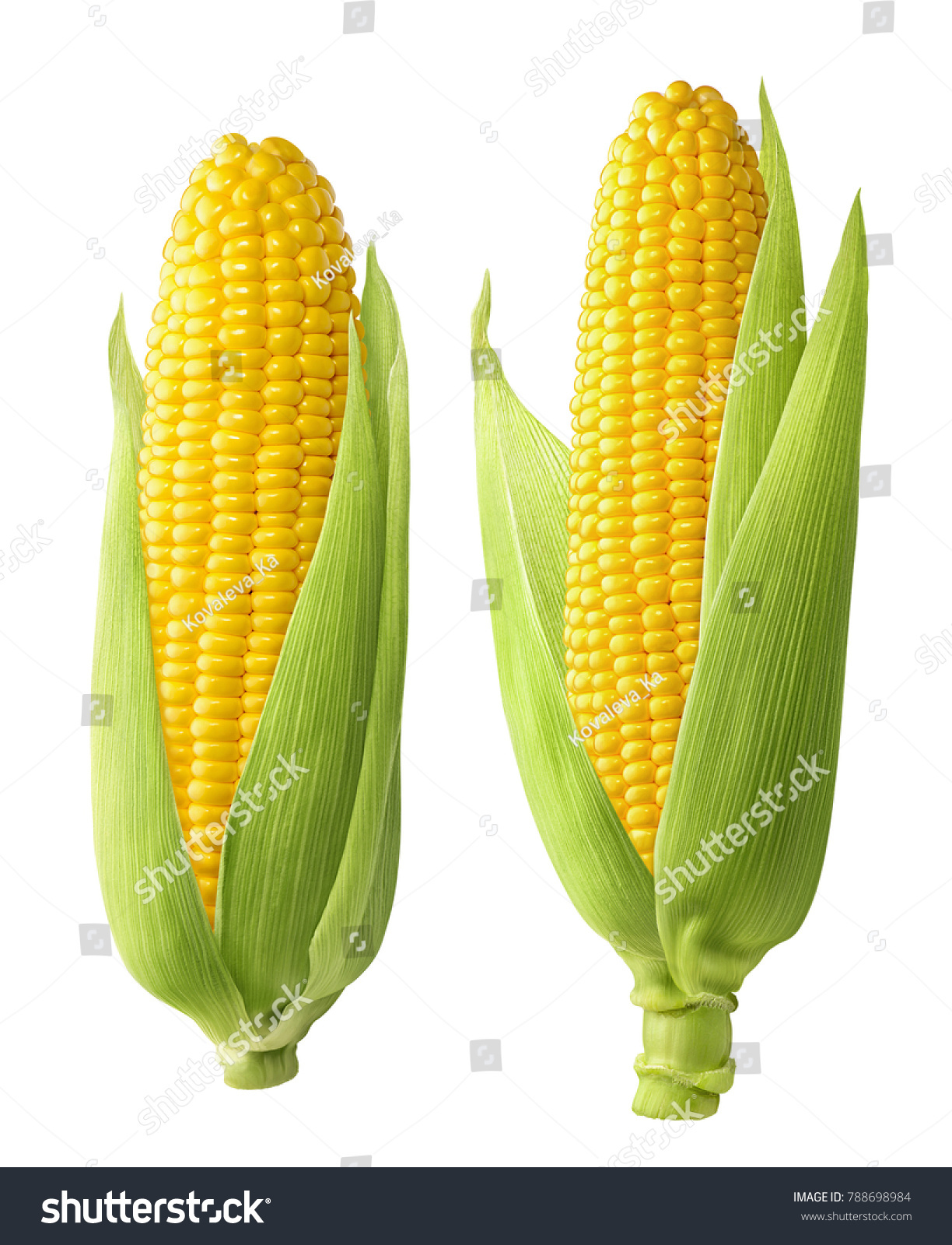 Fresh corn ears with leaves set isolated on white background as package design element #788698984