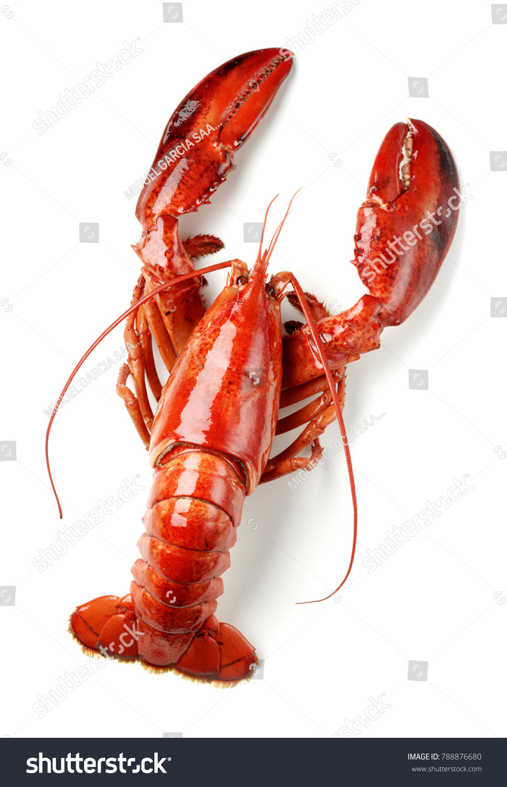 cooked lobster isolated on white #788876680