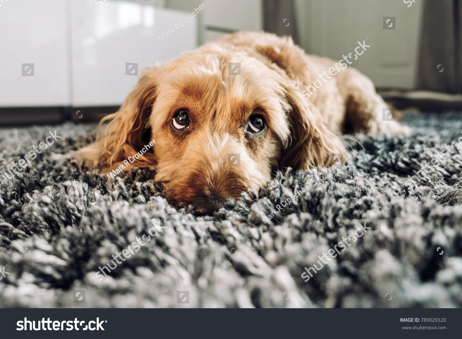 Cute dog giving his best puppy dog eyes. #789029320