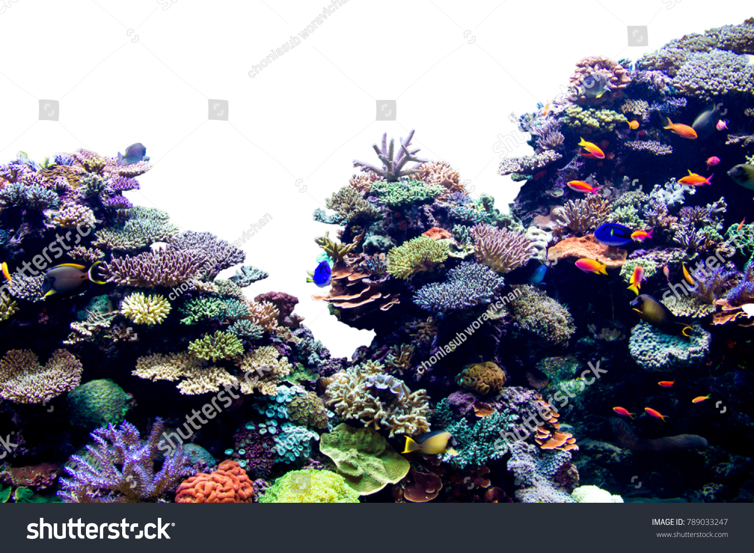 Coral reef on white isolated background #789033247