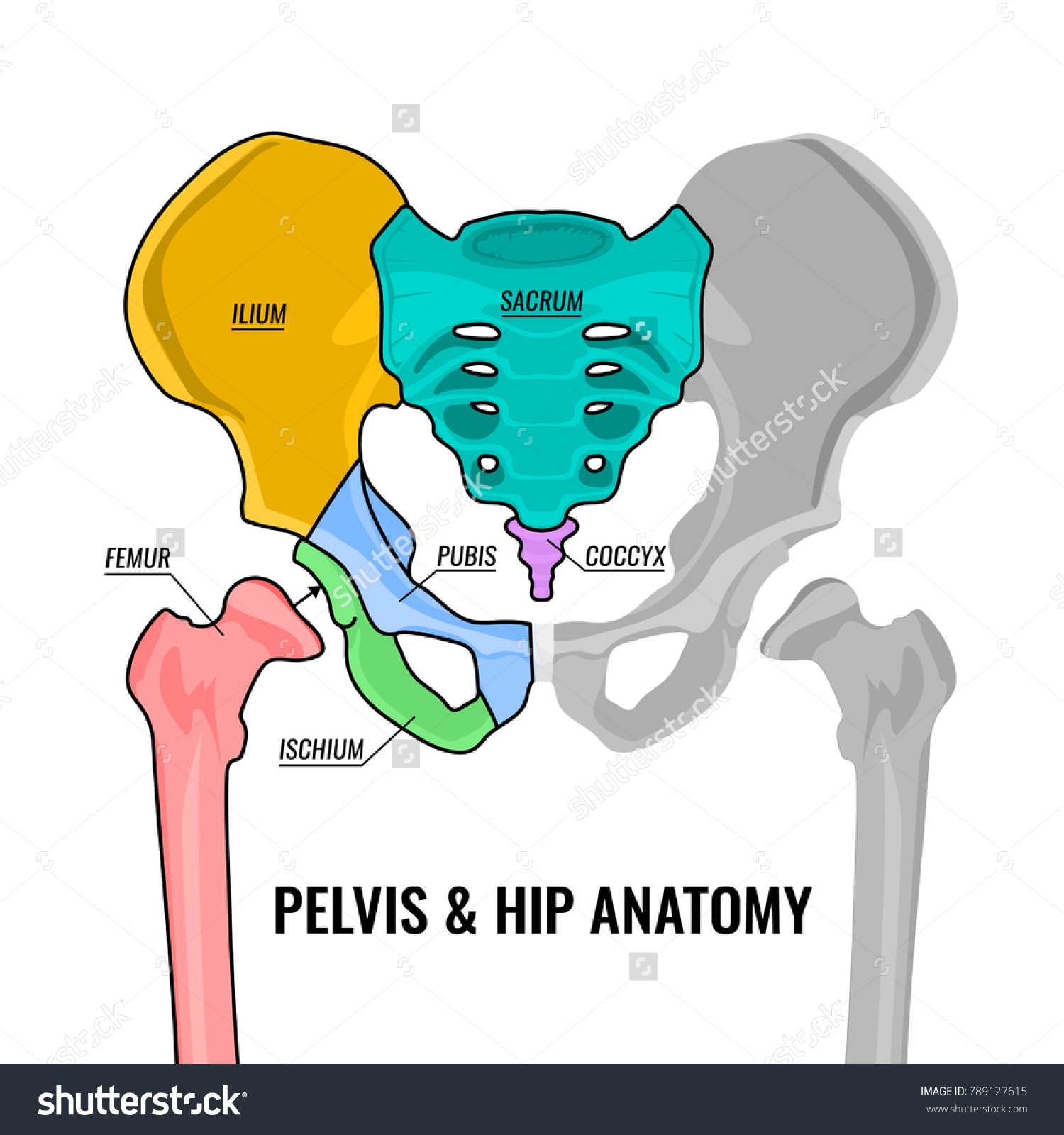 Human Male Anatomy Scheme Main Pelvis Bones Royalty Free Stock Vector Avopix Com