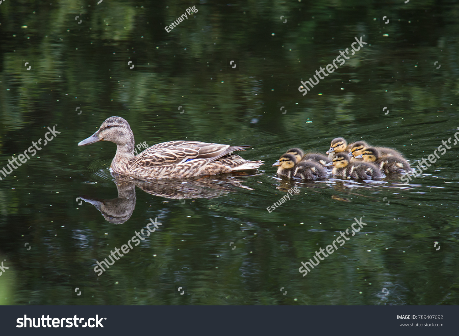 A ducks' offspring follow closely behind her #789407692