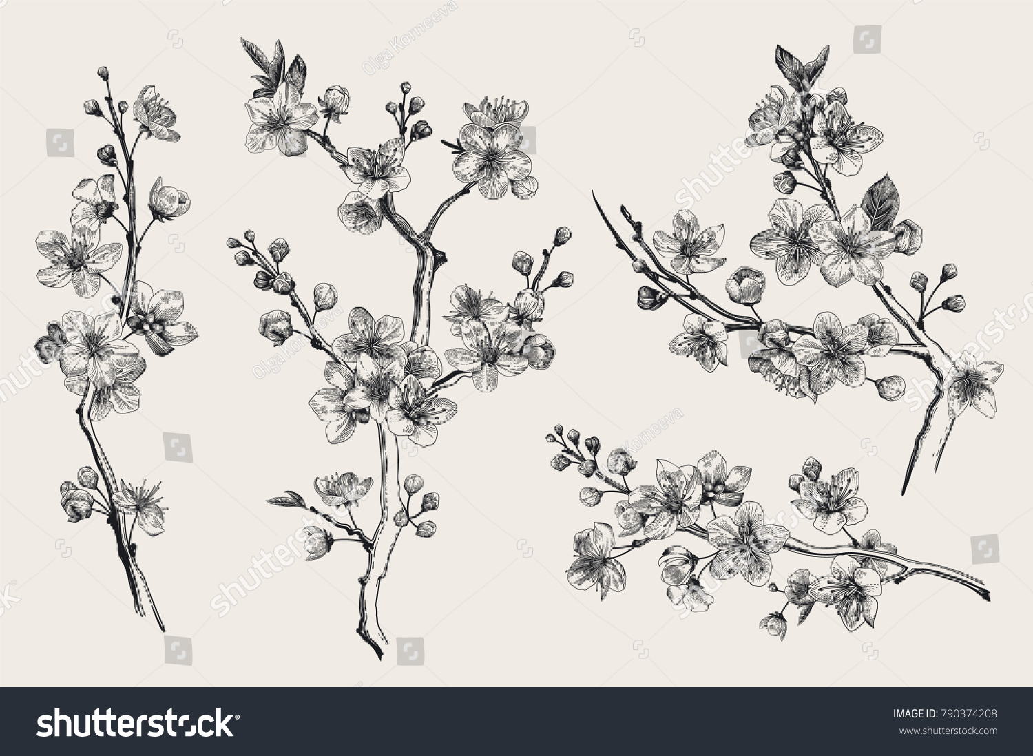 Sakura. Cherry blossom branch. Vector botanical illustration. Black and white. Set