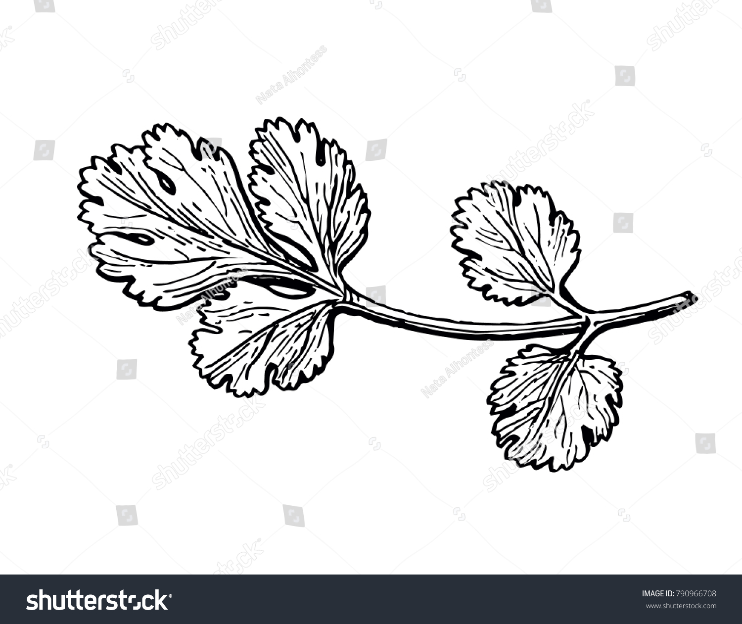Coriander, also known as cilantro or Chinese parsley. Ink sketch isolated on white background. Hand drawn vector illustration. Retro style. #790966708