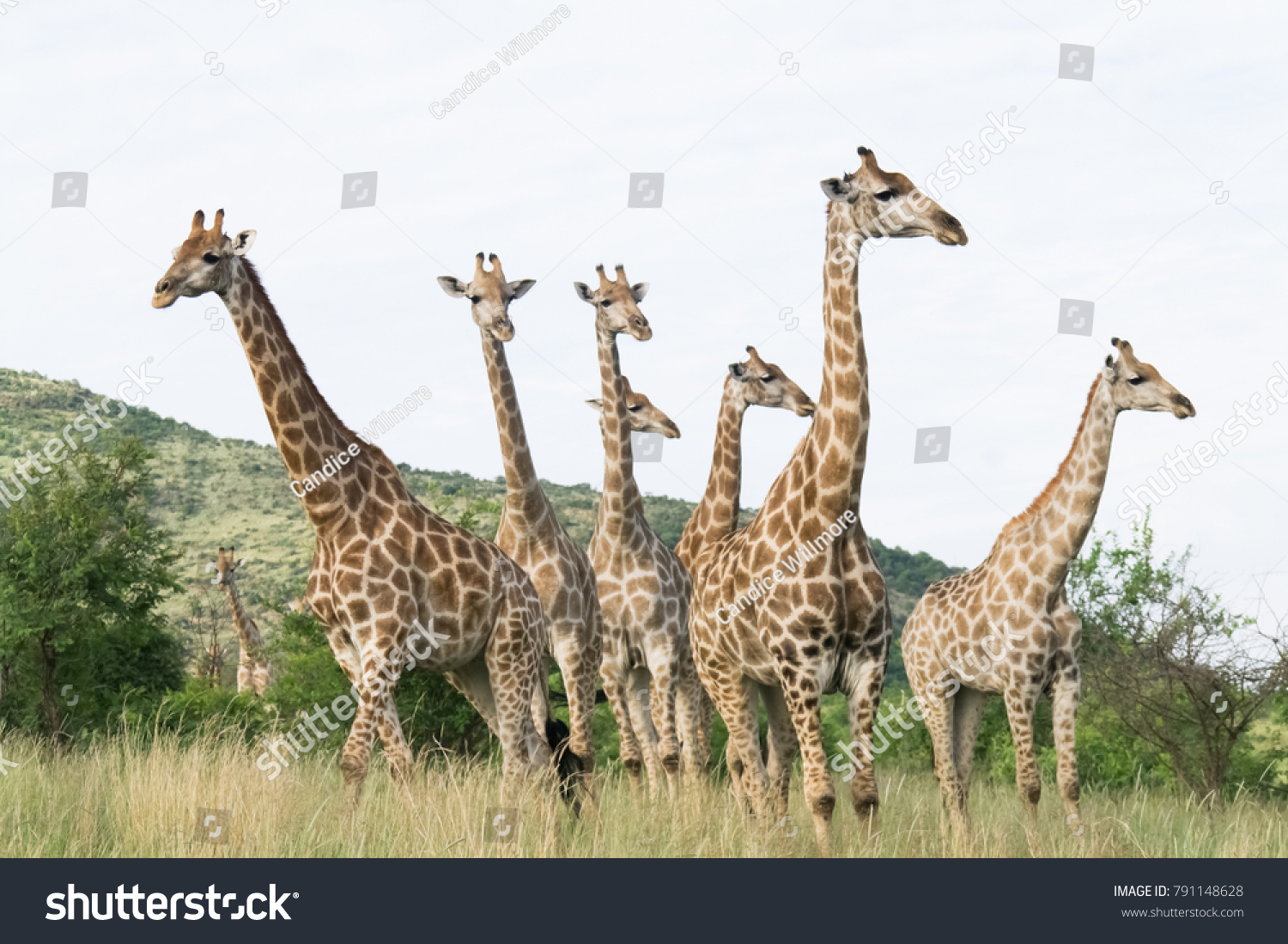 South African giraffe (Giraffa, G. camelopardalis) Family of giraffes standing on a hill in the thick lowveld, Pilanesberg National Park, Kalahari and lowveld, South Africa #791148628