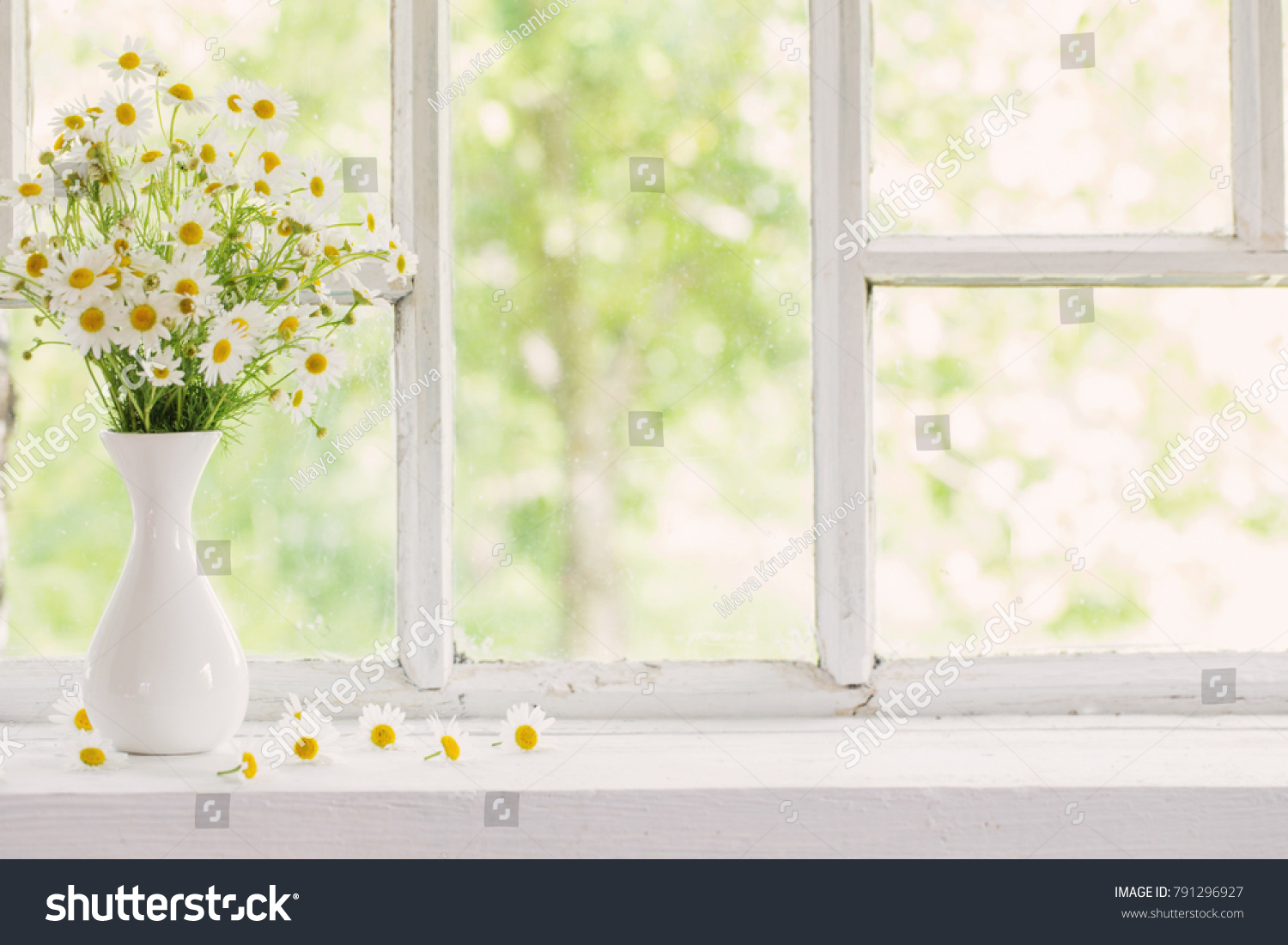 chamomile in vase on windowsill #791296927