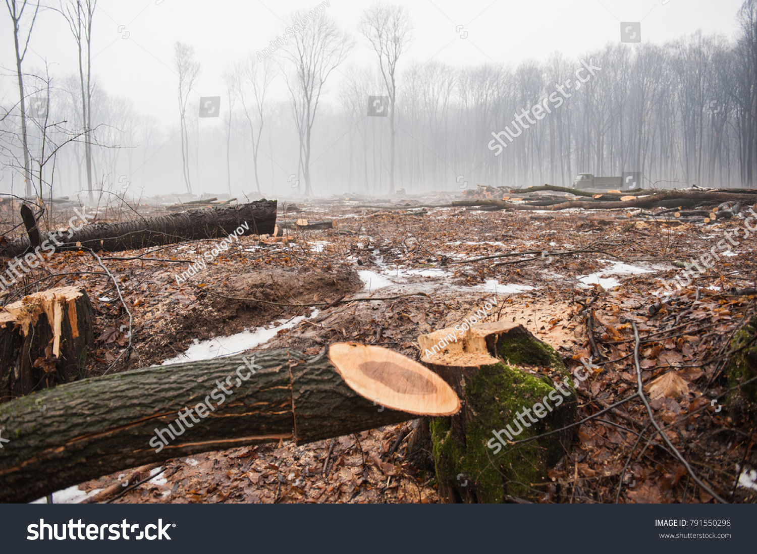 Deforestation, Destruction of Deciduous Forests. Damage to Nature. Ukraine. Europe. Pollution.  forest trees stump climate industry business destruction #791550298