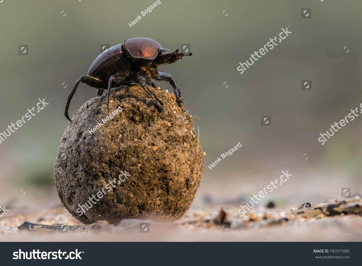 Dung beetle on his dung ball to impress the ladies in Sabi Sands GR,  part of the greater Kruger region in South Africa #791571085