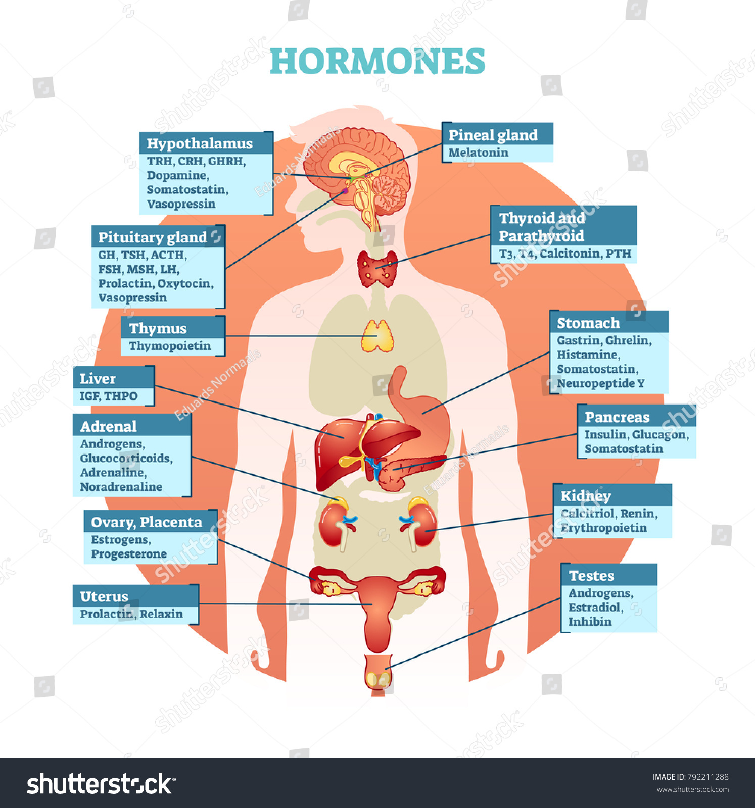 Human body hormones vector illustration diagram, - Royalty Free Stock ...