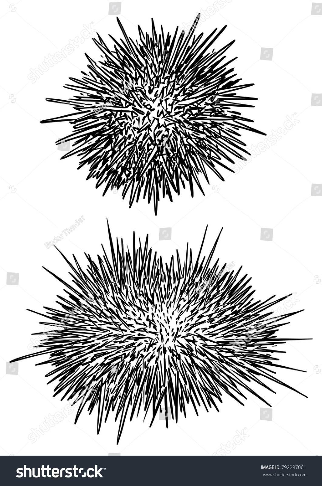 Sea Urchin Illustration Drawing Engraving Ink Royalty Free Stock