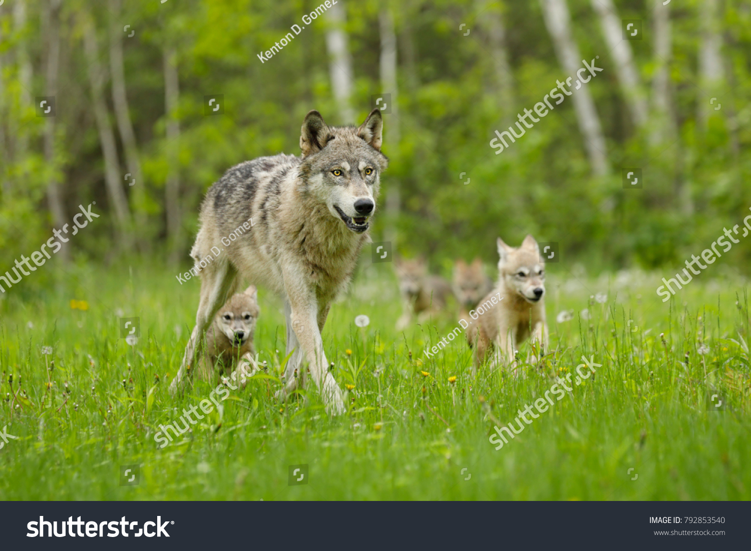 Gray Wolf With Pups  #792853540