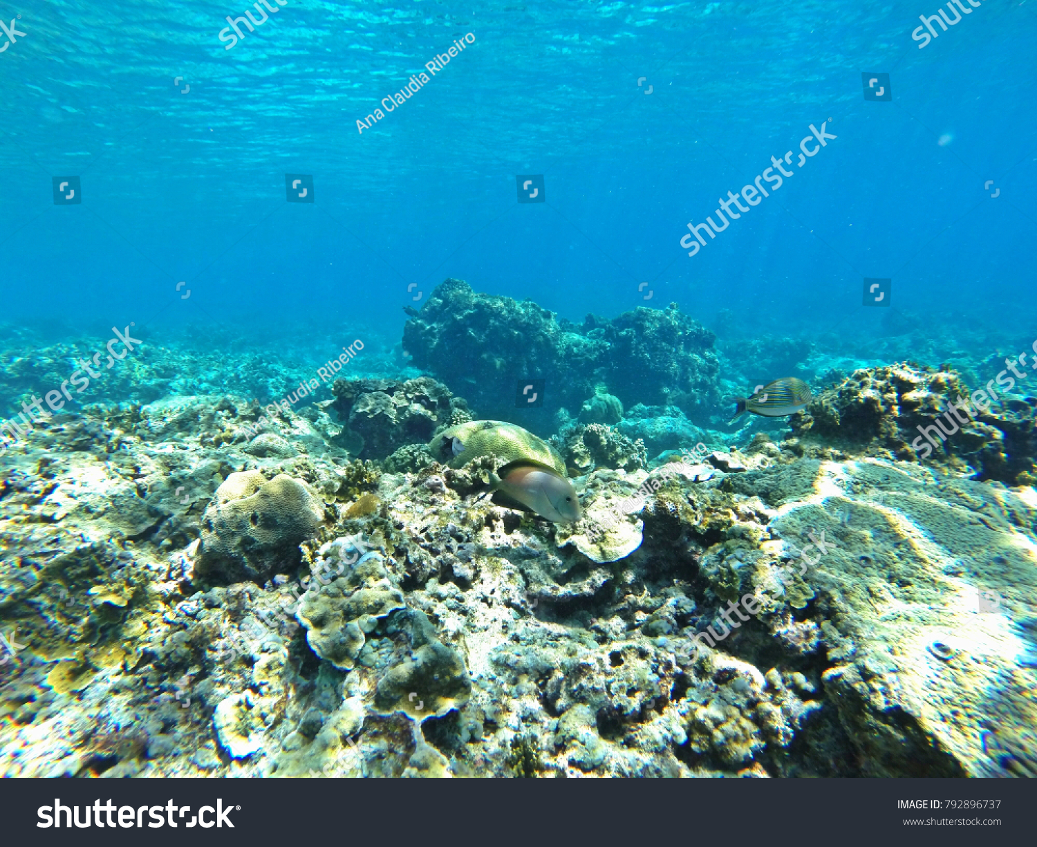 coral reef in san blas panama #792896737