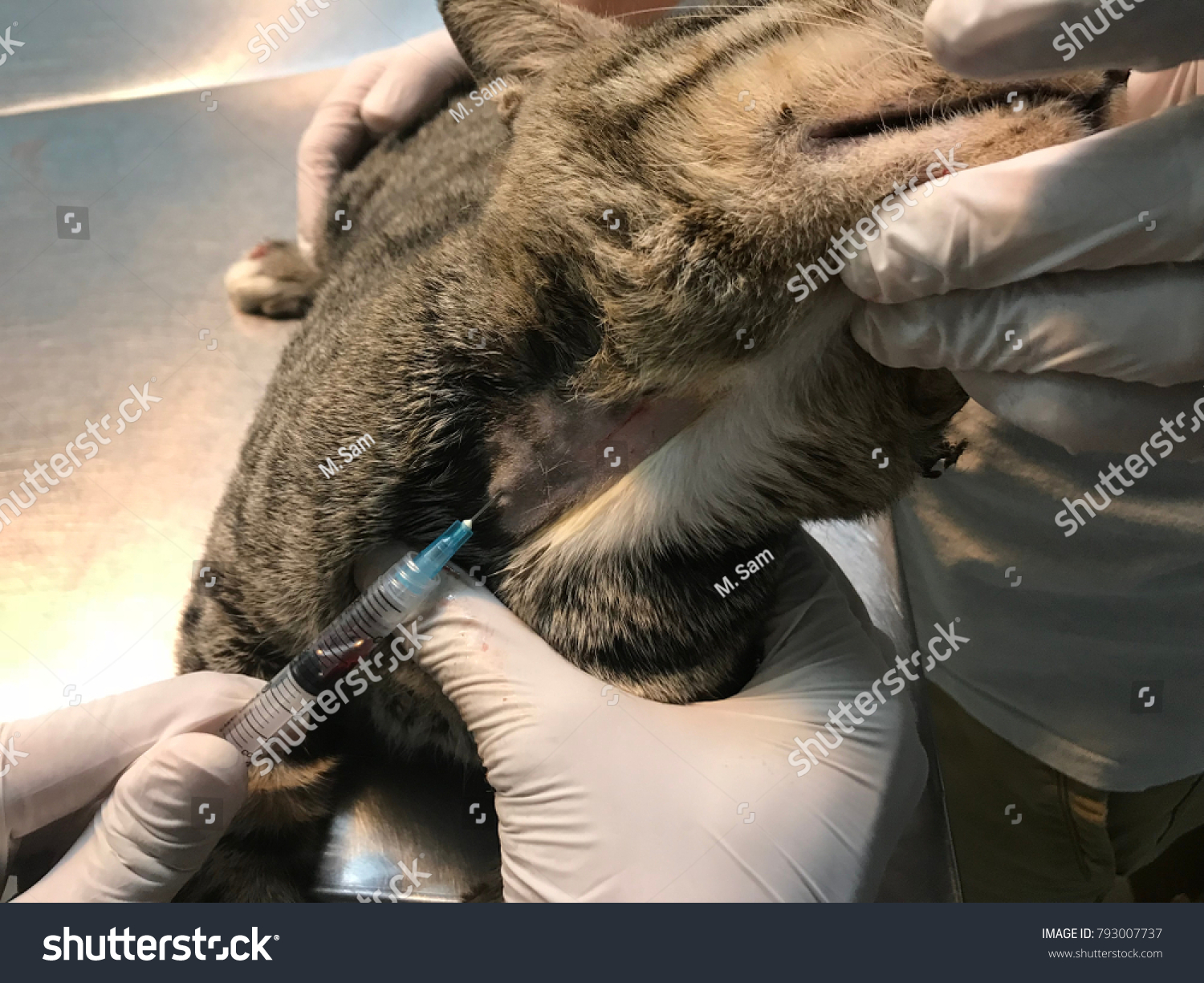 Selected focus, noisy and soft image for taking blood from jugular vein of a feline cat by vet in veterinary clinic #793007737